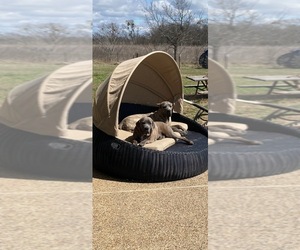 Cane Corso Dog Breeder near KAUFMAN, TX, USA