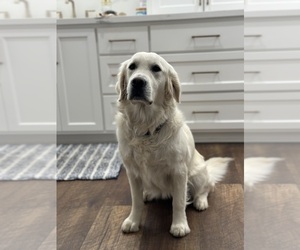 English Cream Golden Retriever Dog Breeder near ORLAND, CA, USA