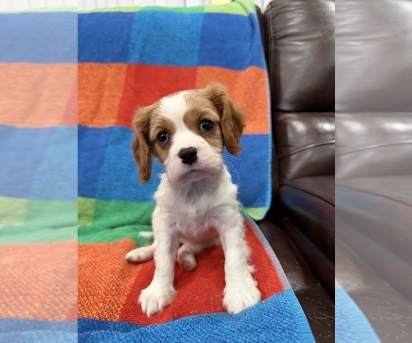 Medium Photo #4  Breeder Profile in BELLFLOWER, CA, USA