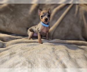 Main photo of Miniature Pinscher Dog Breeder near OMAHA, TX, USA