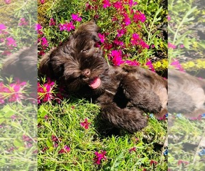 Schnauzer (Miniature) Dog Breeder near COLTON, OR, USA