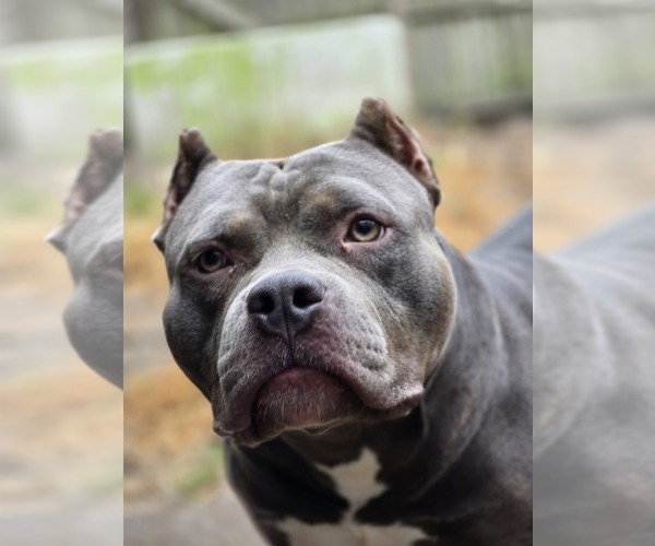 Medium Photo #1  Breeder Profile in MAYS LANDING, NJ, USA