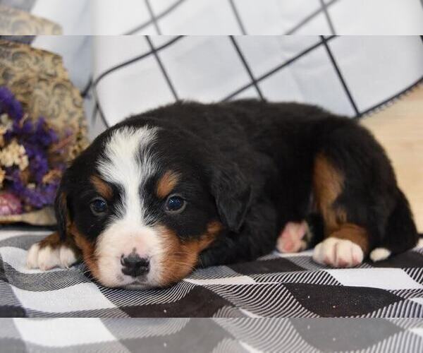 Medium Photo #2  Breeder Profile in GREENSBURG, IN, USA
