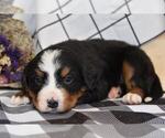 Small #1 Breeder Profile image