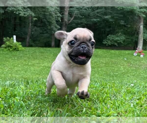 Medium Photo #3  Breeder Profile in SAINT PAUL, MN, USA