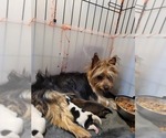 Small #94 Breeder Profile image