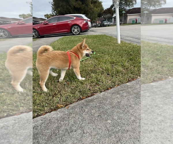 Medium Photo #4  Breeder Profile in MIAMI, FL, USA