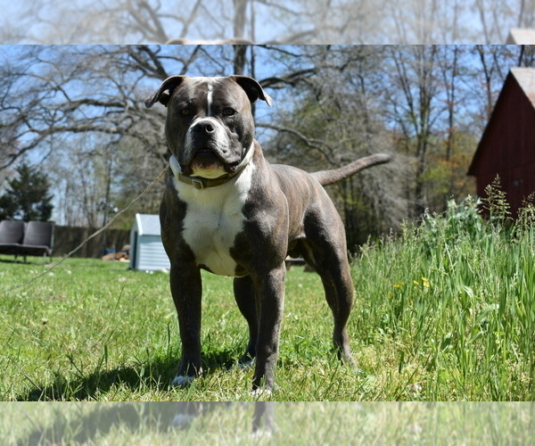 Medium Photo #65  Breeder Profile in COLUMBIA, KY, USA