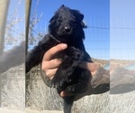Small #55 Breeder Profile image