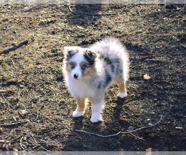 Medium Photo #15  Breeder Profile in SANDOWN, NH, USA