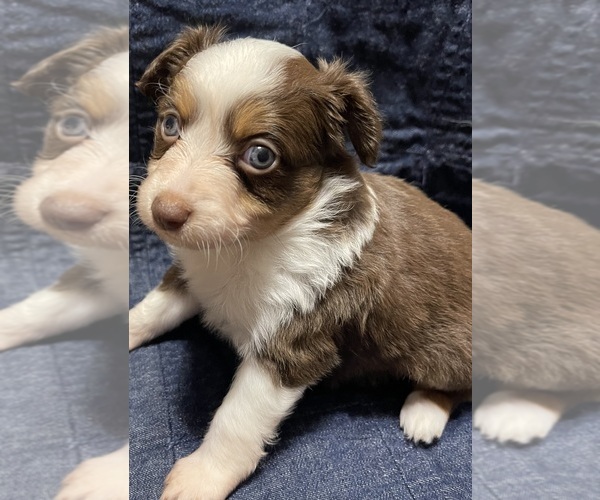 Medium Photo #7  Breeder Profile in VALLIANT, OK, USA