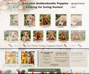 Goldendoodle Dog Breeder near PILESGROVE, NJ, USA