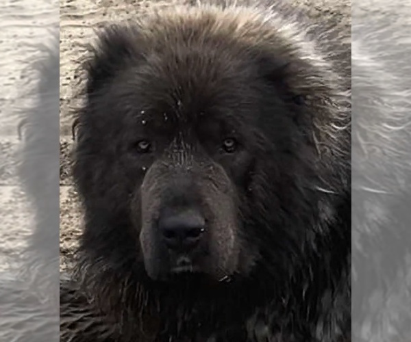 Medium Photo #10  Breeder Profile in TWINING, MI, USA