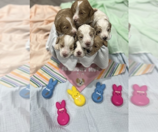 Medium Photo #1  Breeder Profile in MORGAN CITY, LA, USA