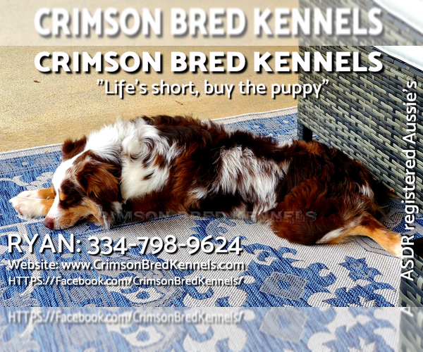 Medium Photo #1  Breeder Profile in DOTHAN, AL, USA