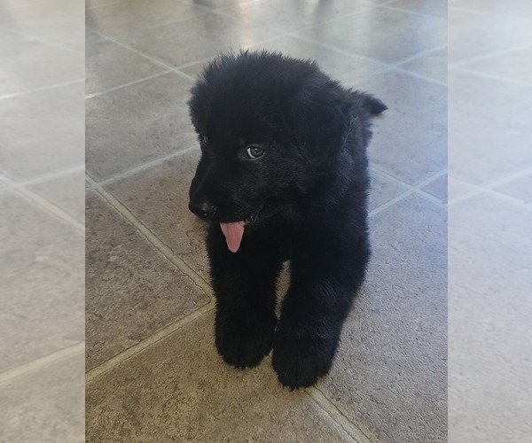 Medium Photo #1  Breeder Profile in JERSEYVILLE, IL, USA