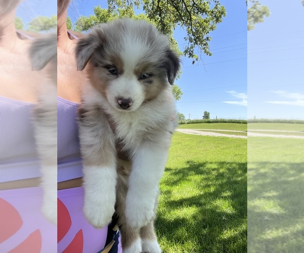 Medium Photo #1  Breeder Profile in OAKLAND, IA, USA
