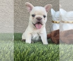 Small breeder photo