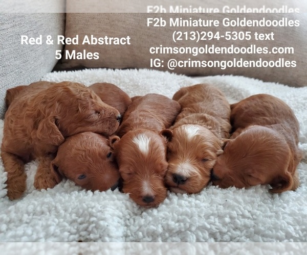 Medium Photo #5  Breeder Profile in BREA, CA, USA