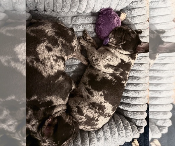 Medium Photo #11  Breeder Profile in NARRAGANSETT, RI, USA