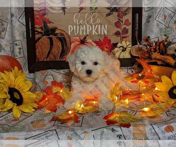 Medium Photo #7  Breeder Profile in WAYSIDE, WV, USA