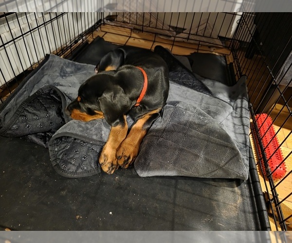 Medium Photo #14  Breeder Profile in NORTH SMITHFIELD, RI, USA