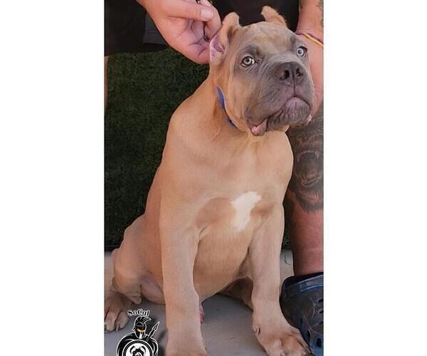 Medium Photo #2  Breeder Profile in HIGHLAND, CA, USA