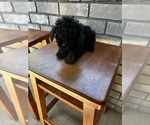 Small #2 Breeder Profile image