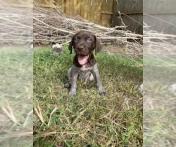 Medium Photo #14  Breeder Profile in FRIENDSWOOD, TX, USA