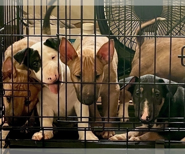 Medium Photo #1  Breeder Profile in AKRON, OH, USA
