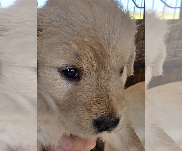 Medium Photo #3  Breeder Profile in HOBBS, NM, USA