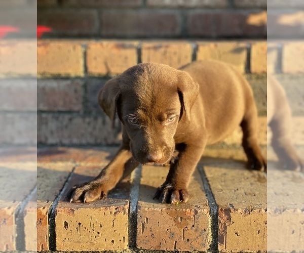 Medium Photo #3  Breeder Profile in PETERSBURG, TN, USA