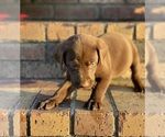 Small #2 Breeder Profile image