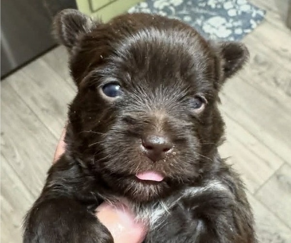 Medium Photo #5  Breeder Profile in DAYTON, TX, USA