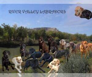 Labrador Retriever Dog Breeder near MINATARE, NE, USA