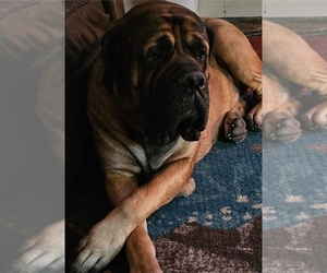 Medium Breeder Profile Photo