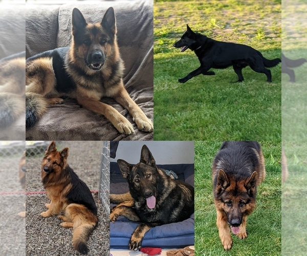 Medium Photo #8  Breeder Profile in MOLALLA, OR, USA