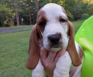 Basset Hound Dog Breeder near MOUNTAIN VIEW, AR, USA
