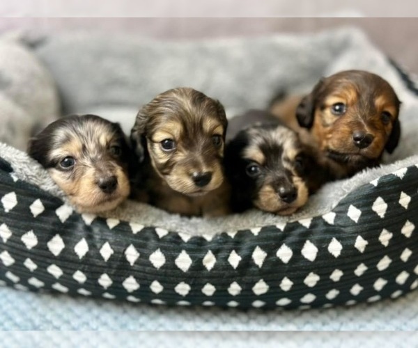 Medium Photo #1  Breeder Profile in MULDROW, OK, USA