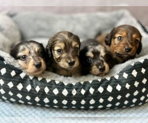 Dachshund Dog Breeder in MULDROW,  USA