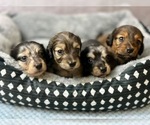 Small breeder photo