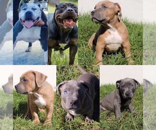 View Breeder Profile: American Pit Bull Terrier Dog Breeder Near 