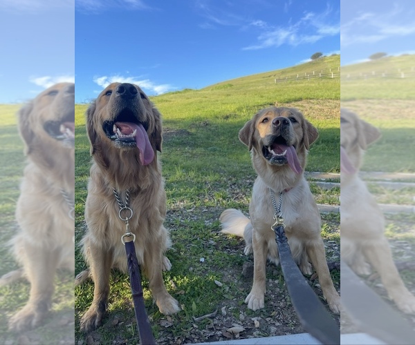Medium Photo #3  Breeder Profile in NOVATO, CA, USA