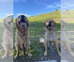 Small #2 Breeder Profile image