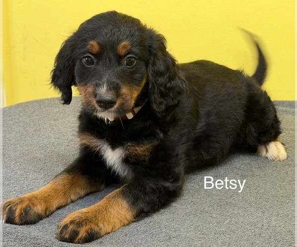 Medium Photo #3  Breeder Profile in KINGSPORT, TN, USA