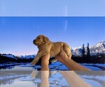 Small #64 Breeder Profile image