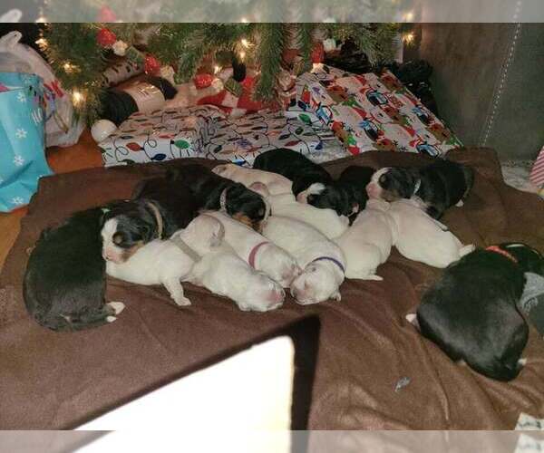 Medium Photo #1  Breeder Profile in TOLEDO, OH, USA