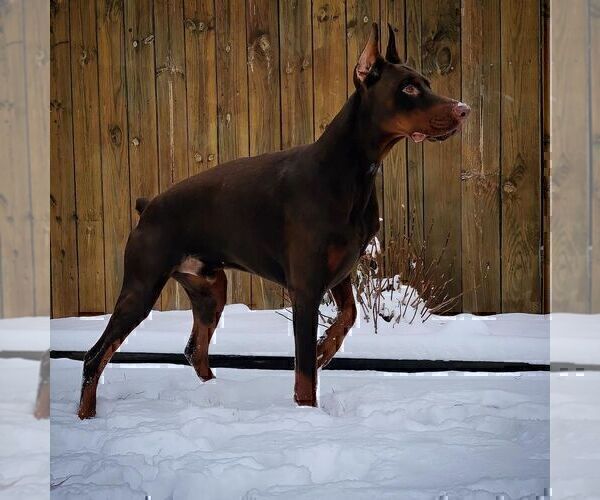 Medium Photo #42  Breeder Profile in FORT LAUDERDALE, FL, USA