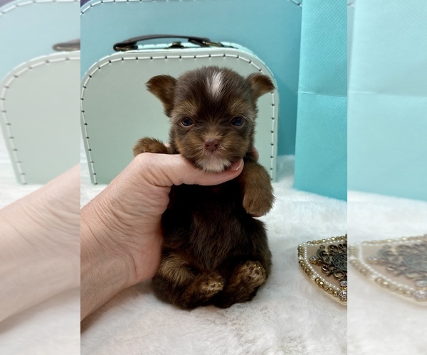 Medium Photo #15  Breeder Profile in STANTONVILLE, TN, USA