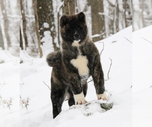 Medium Photo #4  Breeder Profile in SUSSEX, NJ, USA